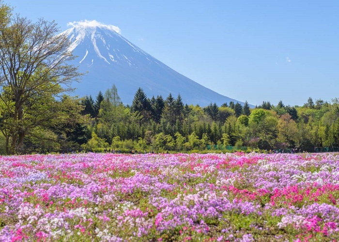 Tour Nhật Bản 7N6Đ: Từ HCM - Kobe - Osaka - Kyoto - Nagoya - Yamanashi - Tokyo - Narita, Bay Vietnam Airlines, khám phá mùa hoa tử đằng, hoa chi anh