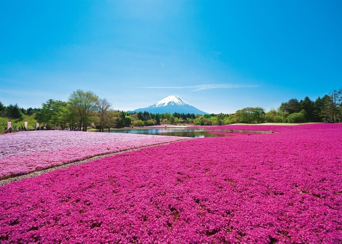 Tour Nhật Bản 7N6Đ: Từ HCM - Kobe - Osaka - Kyoto - Nagoya - Yamanashi - Tokyo - Narita, Bay Vietnam Airlines, khám phá mùa hoa tử đằng, hoa chi anh