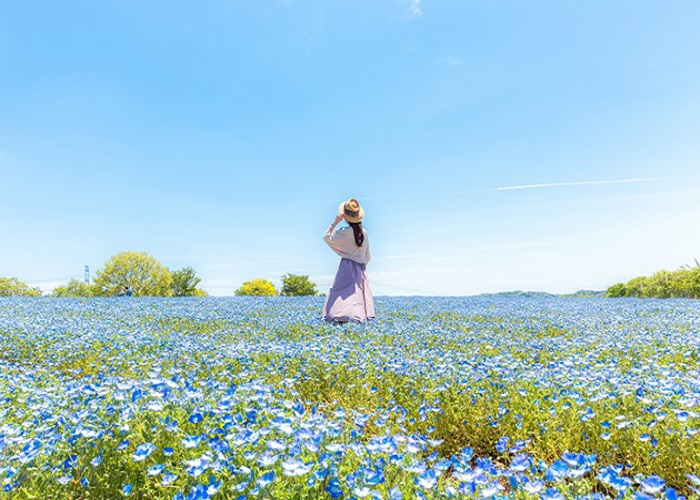 Tour Nhật Bản 6N5Đ: Từ HCM - Nagoya - Shirakawago - Takayama - Tateyama - Ishikawa - Kyoto - Osaka - Kobe, Bay Vietnam Airlines, khám phá hoa tử đằng