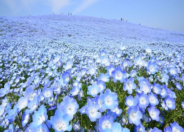 Tour Nhật Bản 6N5Đ: Từ HCM - Nagoya - Shirakawago - Takayama - Tateyama - Ishikawa - Kyoto - Osaka - Kobe, Bay Vietnam Airlines, khám phá hoa tử đằng