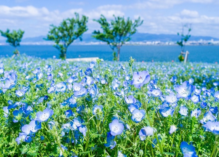 Tour Nhật Bản 6N5Đ: Từ HCM - Nagoya - Shirakawago - Takayama - Tateyama - Ishikawa - Kyoto - Osaka - Kobe, Bay Vietnam Airlines, khám phá hoa tử đằng