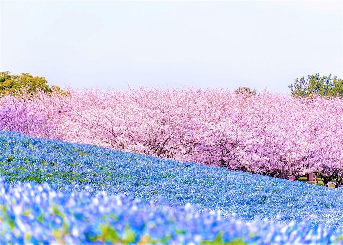 Tour Nhật Bản 6N5Đ: Từ HCM - Nagoya - Shirakawago - Takayama - Tateyama - Ishikawa - Kyoto - Osaka - Kobe, Bay Vietnam Airlines, khám phá hoa tử đằng