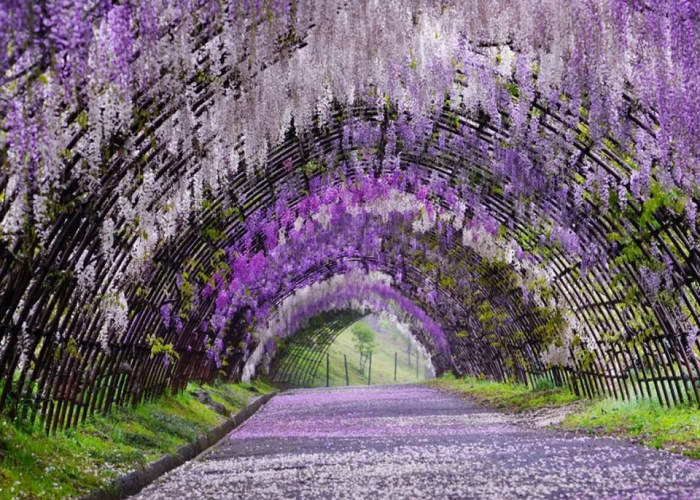 Tour Nhật Bản hoa tử đằng 6N5Đ: Từ HCM - Kobe - Osaka - Kyoto - Yamanashi - Tokyo, Bay Vietnam Airlines + KS 3-4*