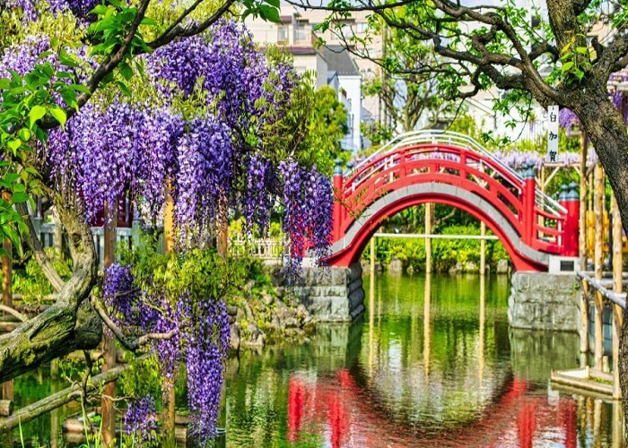 Tour Nhật Bản hoa tử đằng 6N5Đ: Từ HCM - Kobe - Osaka - Kyoto - Yamanashi - Tokyo, Bay Vietnam Airlines + KS 3-4*