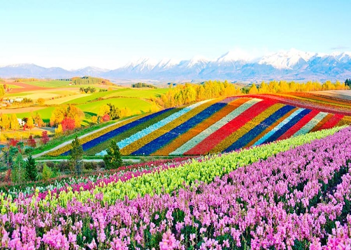 Tour Nhật Bản 6N6Đ: Từ HCM - Hokkaido - Sapporo, Bay Japan Airlines + KS 3*