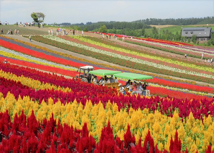 Tour Nhật Bản 6N6Đ: Từ HCM - Hokkaido - Sapporo, Bay Japan Airlines + KS 3*