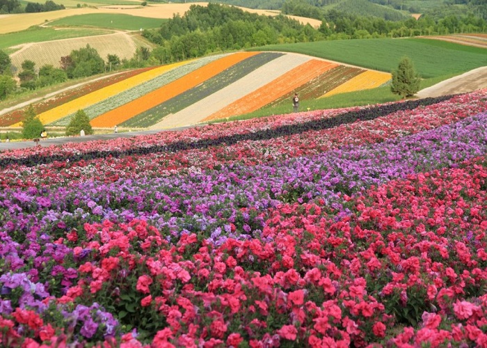 Tour Nhật Bản 6N6Đ: Từ HCM - Hokkaido - Sapporo, Bay Japan Airlines + KS 3*