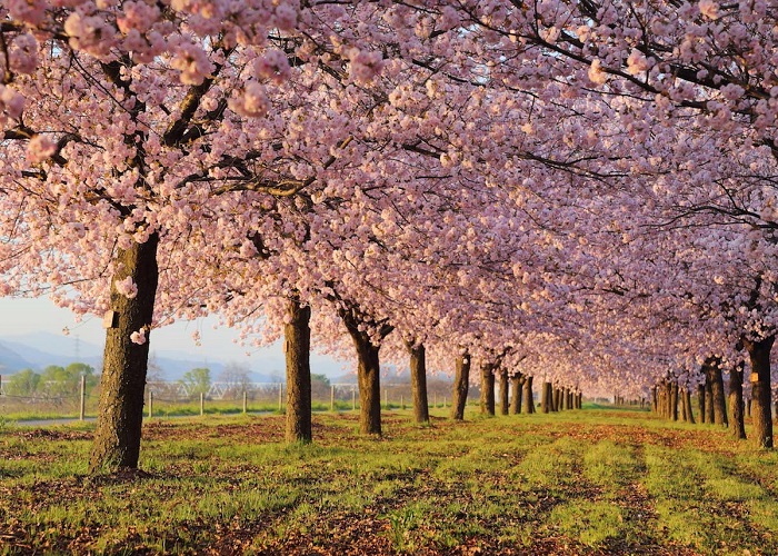 Hoa anh đào dọc theo dòng sông Chikuma