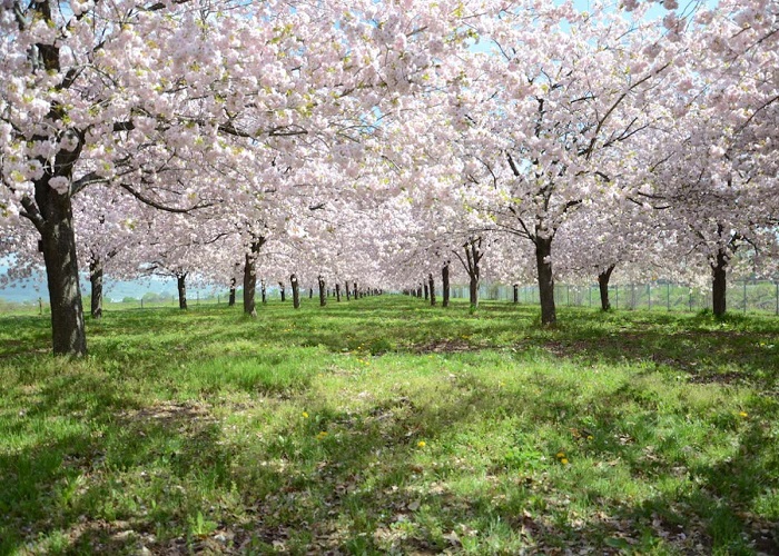 Tour Nhật Bản 6N5Đ ngắm hoa anh đào nở muộn: Từ HCM - Ishikawa - Komatsu - Nagano - Matsumoto - Shirakawago, Bay Vietjet Air + KS 3, 4*