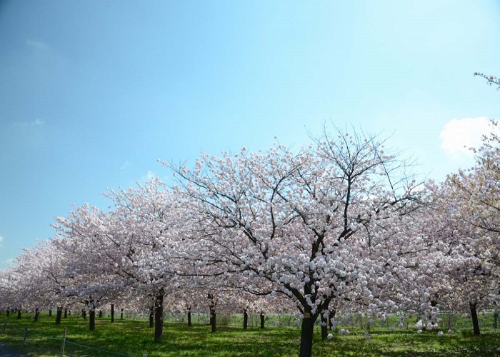 Tour Nhật Bản 6N5Đ ngắm hoa anh đào nở muộn: Từ HCM - Ishikawa - Komatsu - Nagano - Matsumoto - Shirakawago, Bay Vietjet Air + KS 3, 4*