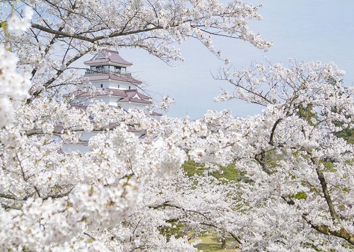 Tour Nhật Bản 6N5Đ: HCM - Fukushima - Tochigi - Công Viên Ashikaga - Tokyo - Ibaraki - Fukushima, Bay Vietjet Air, rực rỡ sắc hoa anh đào