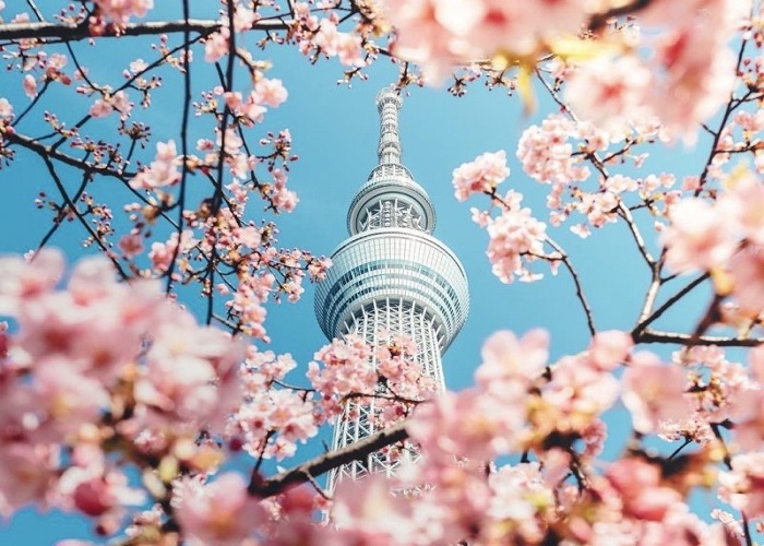 Tour Nhật Bản 7N6Đ: Từ HCM - Kobe - Osaka - Kyoto - Nagoya - Yamanashi - Tokyo - Narita, Bay Vietnam Airlines, khám phá mùa hoa tử đằng, hoa chi anh