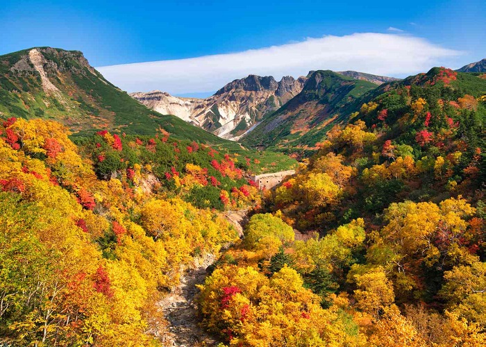 Tour Nhật Bản mùa thu 5N5Đ: Từ HCM - Asahikawa - Biei - Sappora - Noboribetsu, Bay Japan Airlines + KS 4*