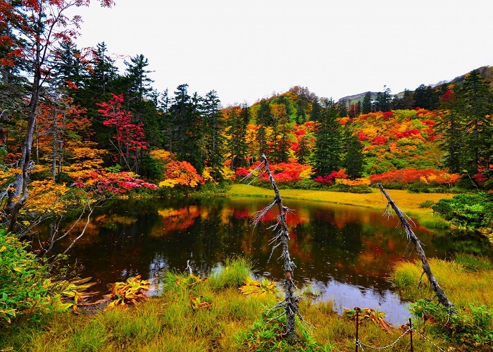 Tour Nhật Bản mùa thu 5N5Đ: Từ HCM - Asahikawa - Biei - Sappora - Noboribetsu, Bay Japan Airlines + KS 4*