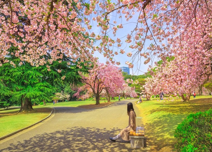 Tour Nhật Bản 6N5Đ: HCM - Fukushima - Tochigi - Công Viên Ashikaga - Tokyo - Ibaraki - Fukushima, Bay Vietjet Air, rực rỡ sắc hoa anh đào