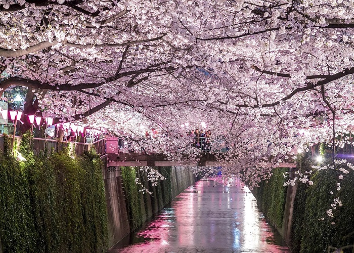 Tour Nhật Bản 6N5Đ: HCM - Fukushima - Tochigi - Công Viên Ashikaga - Tokyo - Ibaraki - Fukushima, Bay Vietjet Air, rực rỡ sắc hoa anh đào