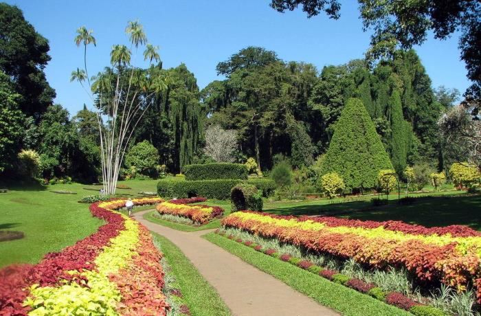 Cảnh đẹp ở vườn Peradeniya khi đến thành phố Kandy