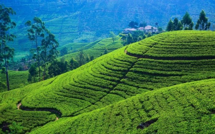 Khung cảnh vùng trồng chè xanh ngắt một màu ở Nuwara Eliya