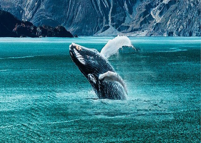 Tour Du lịch Mỹ 11N10Đ: Từ HCM - Alaska - Du Thuyền Royal Princess 5* Bay Eva Air