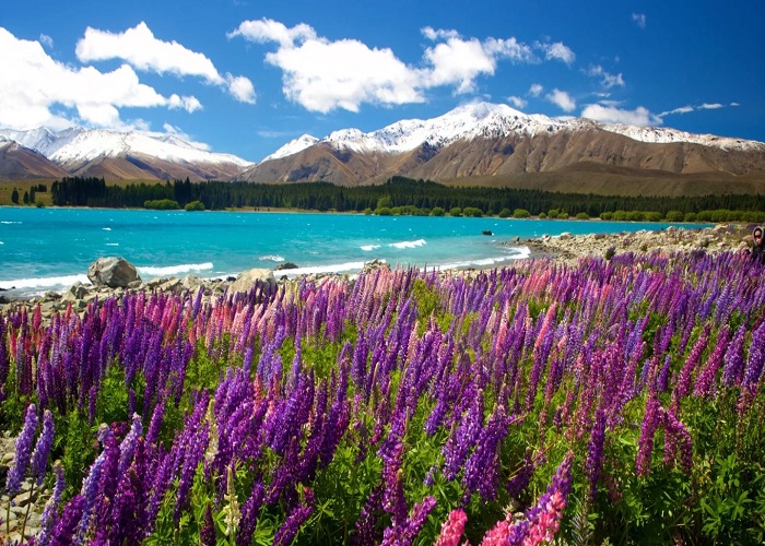 Tour New Zealand 11N10Đ: Từ HCM - Christchurch - Queenstown - Wellington - Auckland, Bay China southern Airlines + KS 4*