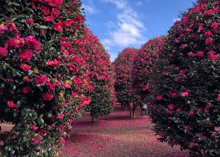 Đồi Camellia