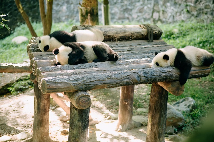 Công viên gấu trúc Thành Đô