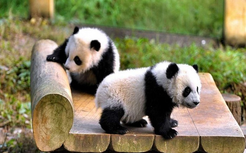 Công viên Gấu trúc Trùng Khánh