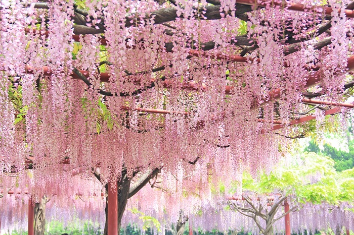 Hoa tử đằng tại công viên Ashikaga