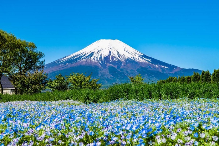 Công viên hoa Yamanakako Hanano Miyako