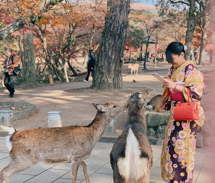 Du Lịch Nhật Bản Mùa Lá Đỏ: Hà Nội - Nagoya - Nara - Osaka - Kyoto - Núi Phú Sĩ - Tokyo 6 Ngày Bay Vietnam Airlines