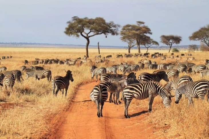 Du Lịch Châu Phi: Hà Nội - Qatar - Tanzania - Kenya 10 Ngày Bay Qatar Airways