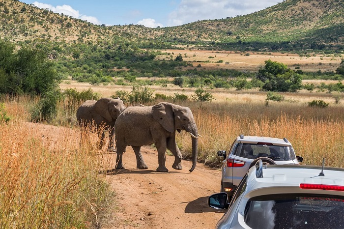 Công viên Quốc gia Pilanesberg