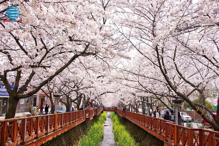 Du Lịch Hàn Quốc: Hà Nội - Seoul - Đảo Nami - Everland - Ngắm Hoa Anh Đào Công Viên Yeouido 5 Ngày Bay Vietnam Airlines (Bay Sáng Về Sáng)