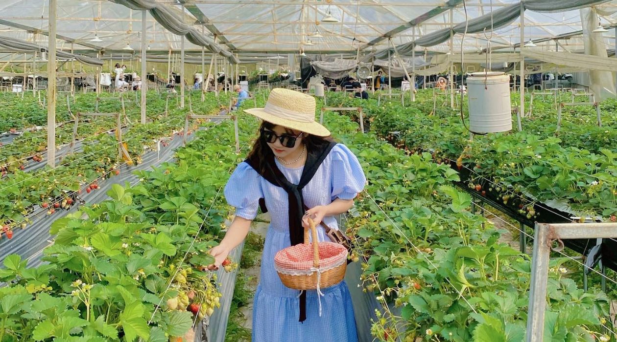 Dâu tây Đà Lạt nổi bật với vị ngọt thanh và hương thơm đặc trưng, khiến ai cũng phải say mê.