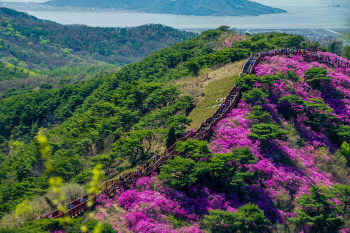 Khám phá Jeju mùa hoa đỗ quyên