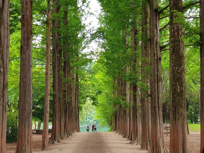 Đảo Nami Hàn Quốc