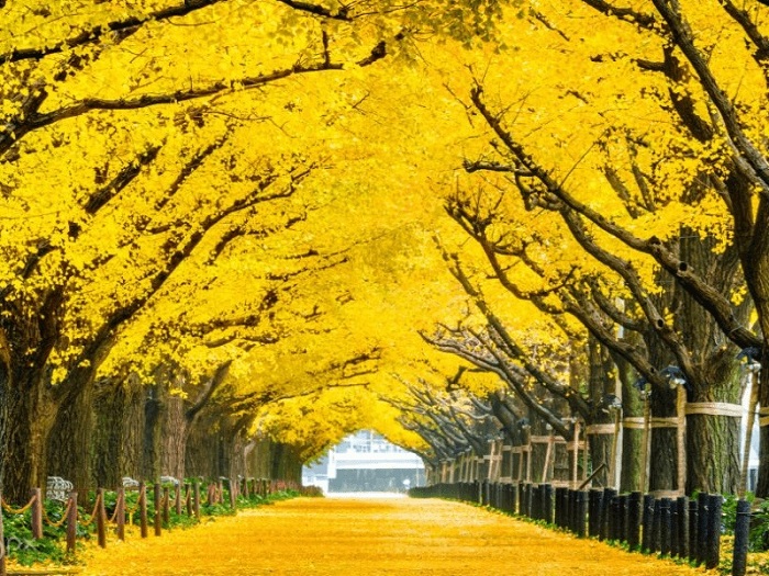 Du Lịch Hàn Quốc (Tết): Hà Nội - Seoul - Nami - Lotte World - Trượt Tuyết - Hái Dâu - Thư Viện Sách - Làng Cổ Eunpyeong 6 Ngày Bay Sun PhuQuoc Airways