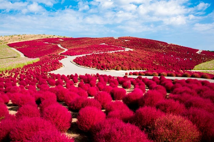 Đồi cỏ đỏ Kochia