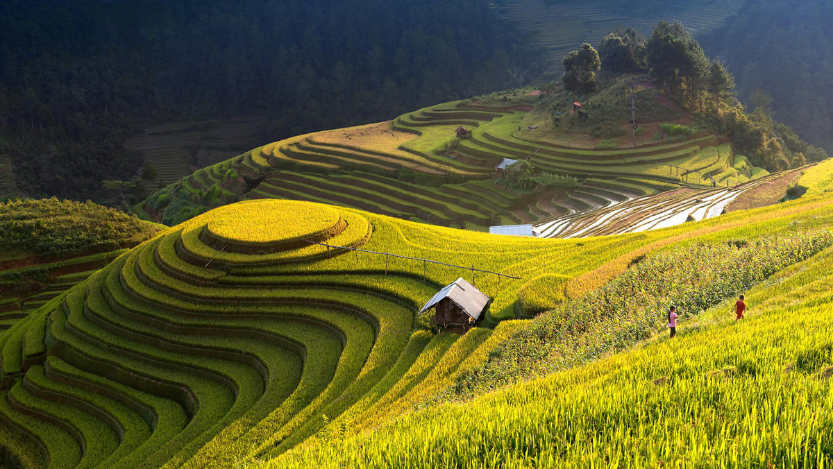 Ruộng bậc thang Hoàng Su Phì được ví như “ruộng bậc thang đẹp nhất Việt Nam”
