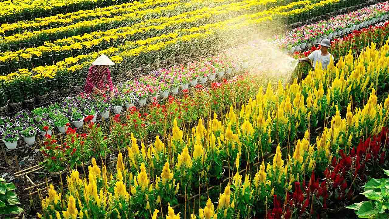 Trải nghiệm làng hoa Sa Đéc rực rỡ sắc màu tại Đồng Tháp
