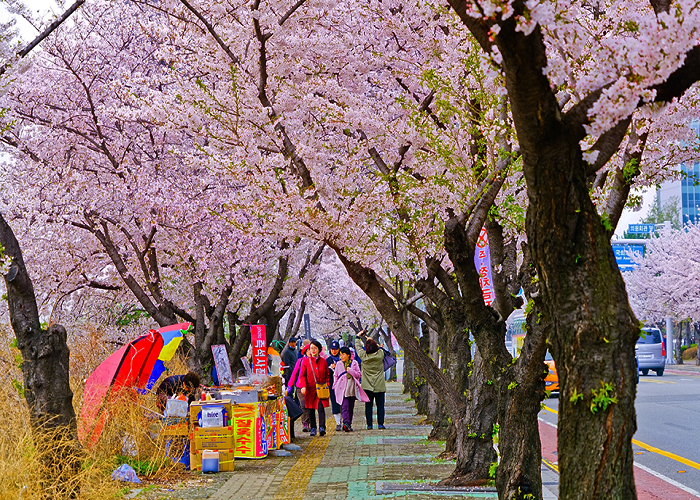 Công viên hoa anh đào Yeouido Công viên hoa anh đào Yeouido