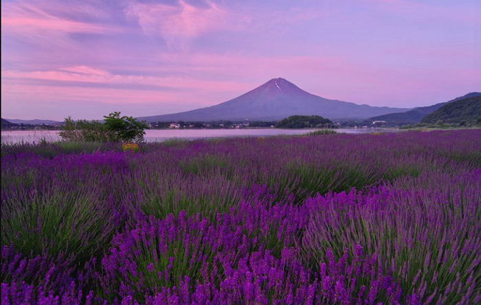 Fujikawaguchiko Herb Festival – Lễ hội hoa oải hương ở hồ Kawaguchi khu vực Phú Sĩ