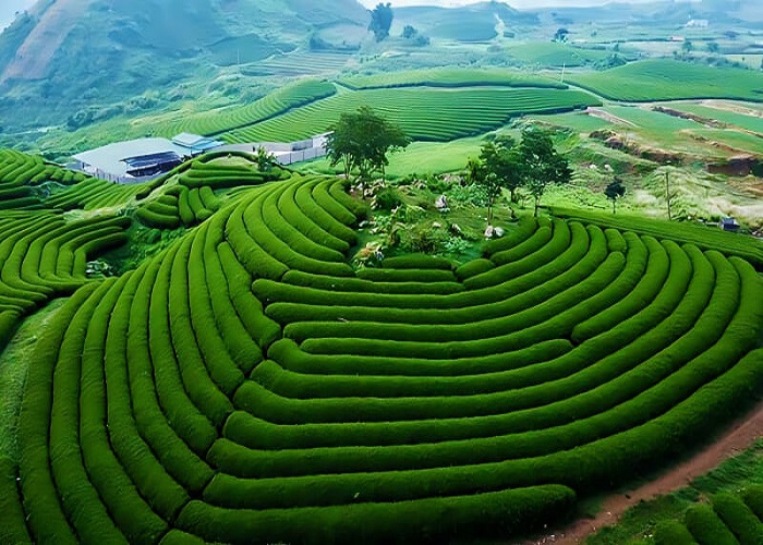 Du Lịch Mộc Châu: Hà Nội - Mộc Châu Cầu Kính Bạch Long 2 Ngày 1 Đêm 