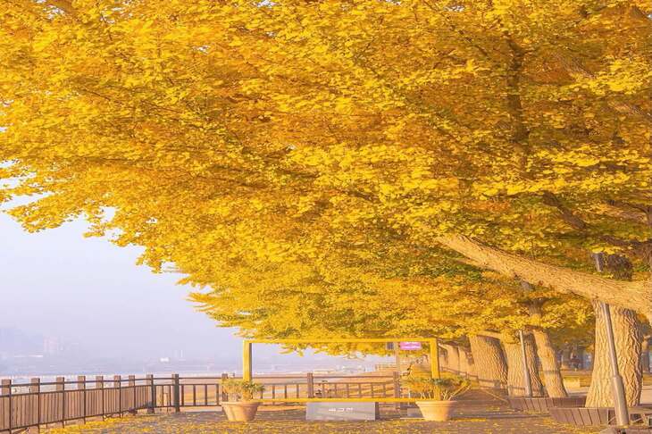 Du Lịch Hàn Quốc Hà Nội - Seoul - Asan - Thư Viện Sách Suwon - Pháo Đài Hwaseong 5 Ngày Bay Jeju Air