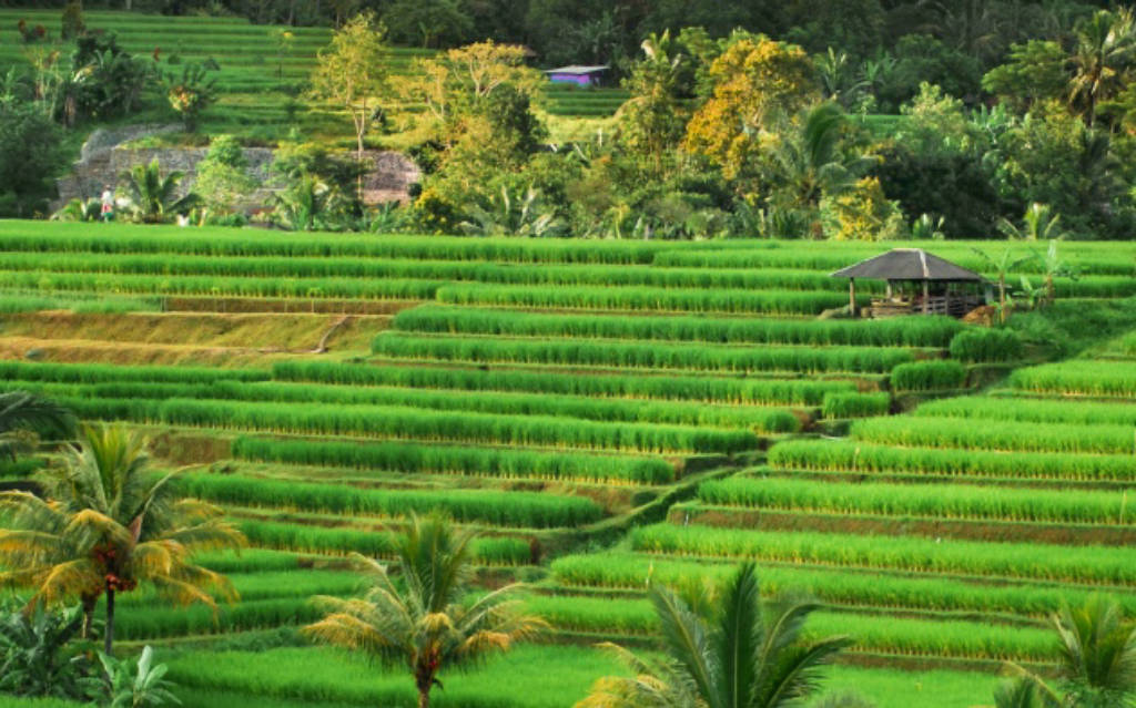 Ruộng bậc thang Jatiluwih