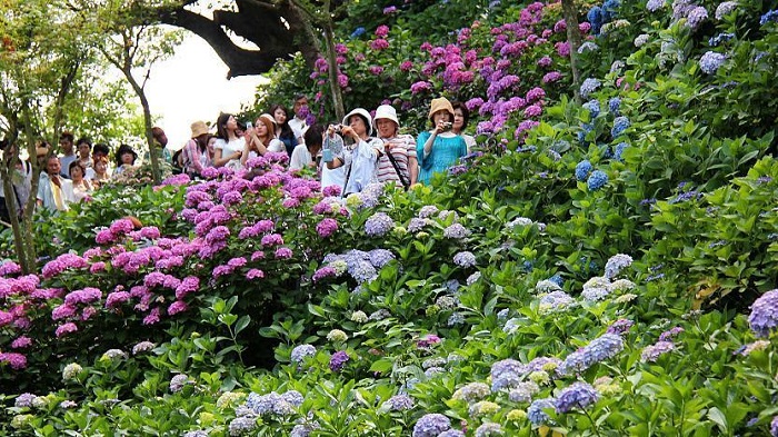 Tako Ajisai Park