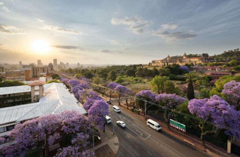 Sắc tím ở thành phố Pretoria làm say lòng hàng triệu du khách