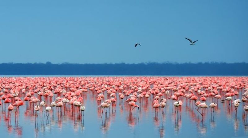 Hàng ngàn con hồng hạc trú ngụ ở hồ Nakuru