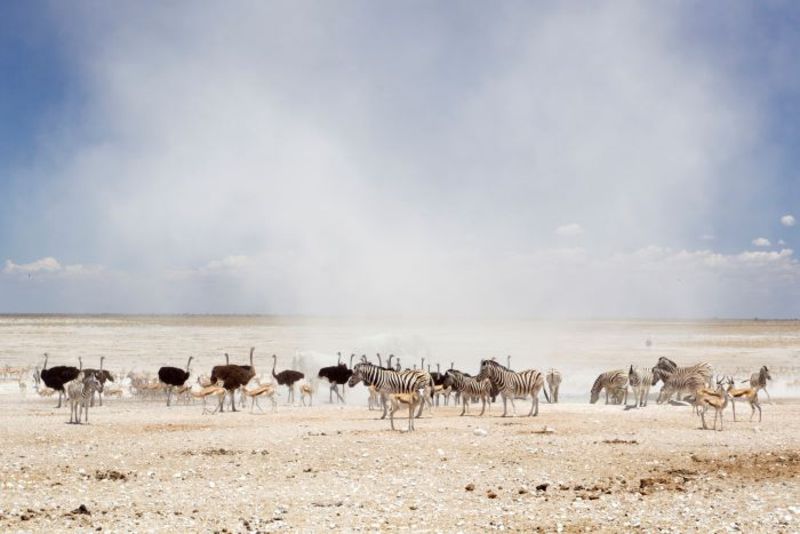Khám phá công viên Etosha với thiên nhiên hoang dã kỳ thú 