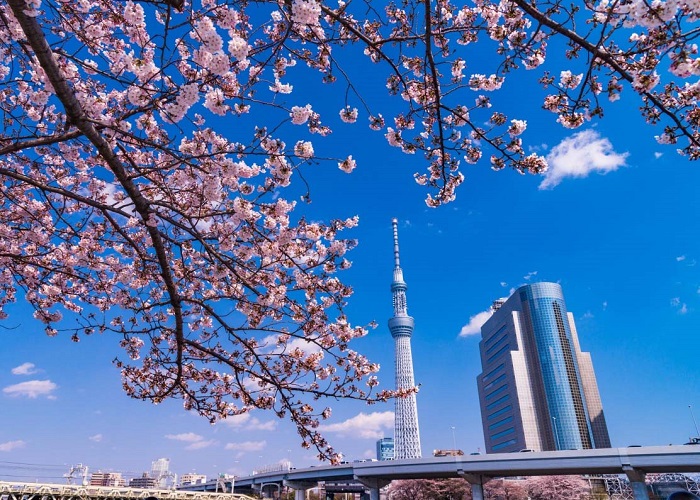 Du Lịch Nhật Bản: Hà Nội - Tokyo - Núi Phú Sĩ - Yokohama - Odaiba 5 Ngày Bay All Nippon Airways